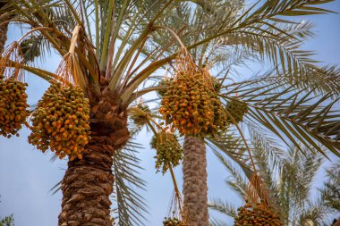 Hurma ağaçları (Phoenix dactylifera), meyve kümeleri, yapraklar ve mavi gökyüzü, Kahire, Mısır.