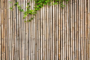 bamboo wall texture with vines background