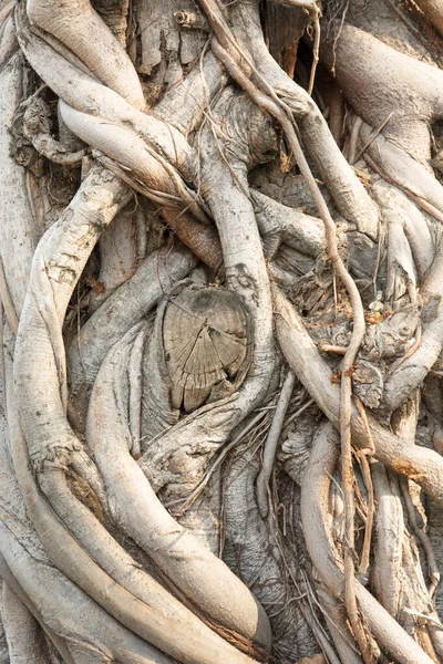 Tree root network texture and background