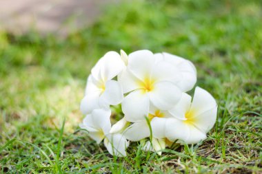 çimenlerin üzerinde beyaz plumeria çiçek