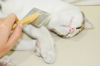 human hand with brush and cat close up portrait
