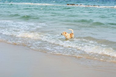 A beautiful young dog  playing in the ocean waves on a hot summer day
