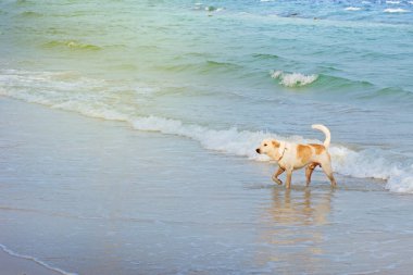 A beautiful young dog  playing in the ocean waves on a hot summer day