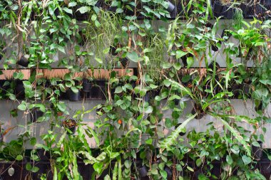 Organik sebzeler ve saksılar çatının altındaki siyah raflarda.