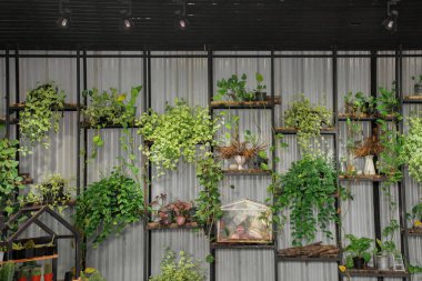 Organik sebzeler ve saksılar çatının altındaki siyah raflarda.