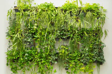 Organik sebzeler ve saksılar çatının altındaki siyah raflarda.