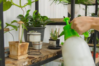 Hand holding pours from a watering organic vegetable and plant in the pots on the many black rack under the roof., beautiful girl holding a watering can with water.