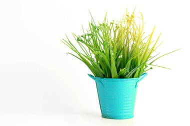 Grass plastic in light blue pot color with sunshine on white backgroun