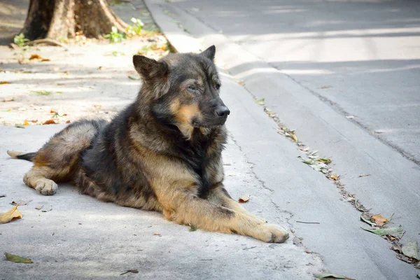 Stray dog looking dirty and loneliness.