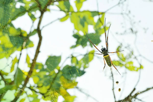 Wild green spider on a spider web, with Natural green background