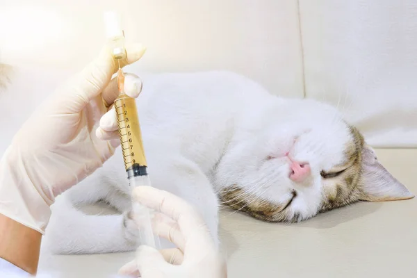 veterinarian is giving a cat a vaccination