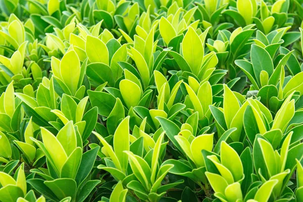 Leaf Green Plant Background — Zdjęcie stockowe