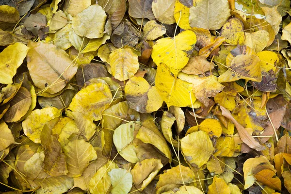 sonbaharın sarı yaprakları bir fotoğraf