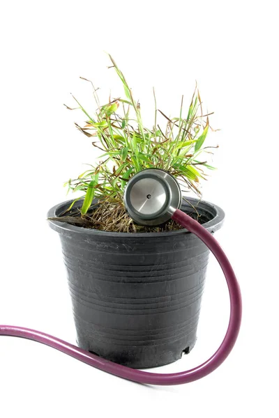 Small Tree Withered Pot Stethoscope — Zdjęcie stockowe