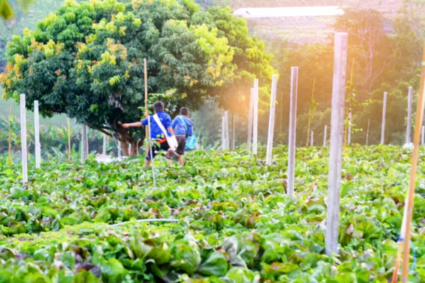 motion blur of two boys playing in the vegetable garden with sunshine background.