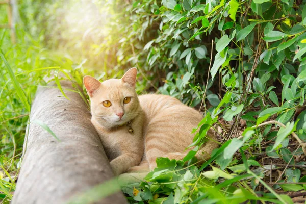 Cute Cat Looking in the Garden with natural background.