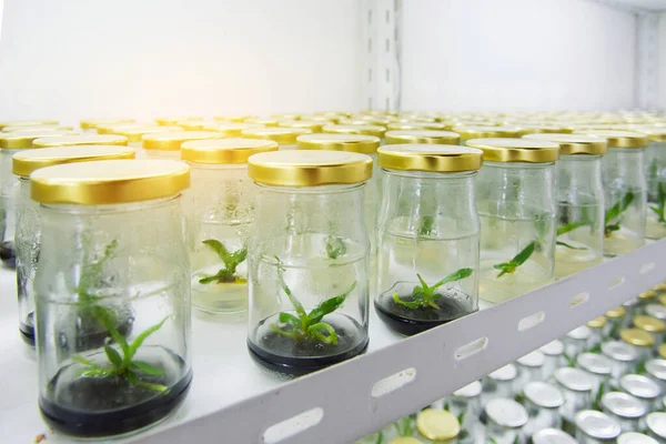 Shaker Plant Growth Experiments Done Laboratory Plant Tissue — Stock Photo, Image