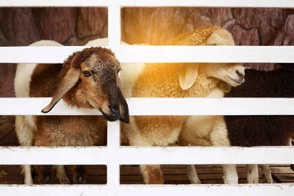 Brown Goat in farm, Day time