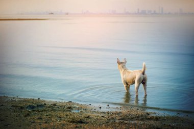 Dog on the beach in summertime with sunshine.