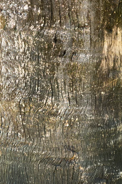 Old Wood, Tree Texture Background Pattern,Tree bark texture
