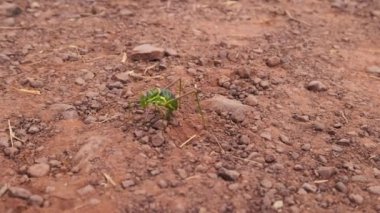 yeşil kanadı olmayan cırcır böceği Ephyppiger yumurtlar
