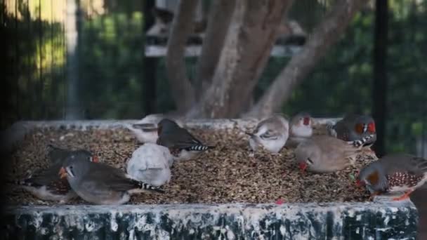 길들여진 얼룩말 핀치는 우리에 먹이를 동물에게 먹힌다 — 비디오