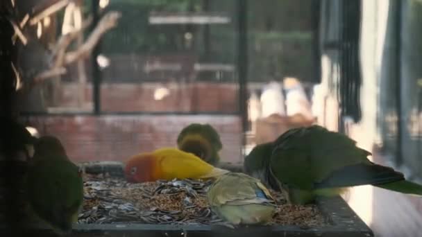 Различные Цветные Попугаи Едят Кормушки Клетке — стоковое видео