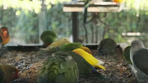 Een Verscheidenheid Van Gekleurde Papegaaien Eten Uit Een Kooi Feeder — Stockvideo
