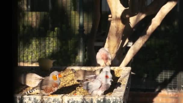 家畜化されたゼブラフィンチはケージフィーダーから食べられる — ストック動画
