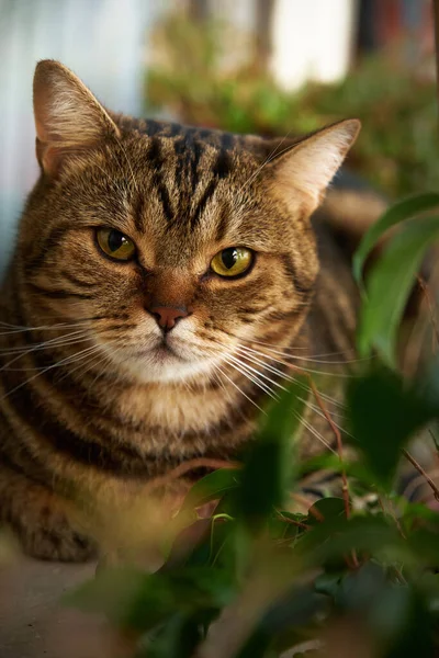 Πορτρέτο Μιας Ριγέ Γάτας Πράσινο Φύλλωμα — Φωτογραφία Αρχείου