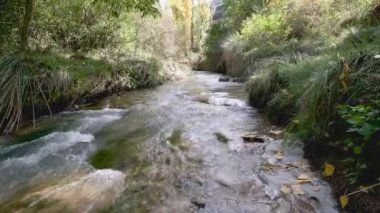 Hem ağaçların hem de çalıların kıyısında sığ bir nehir.