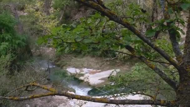 秋の森の中の小さな川は — ストック動画