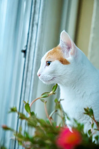 Potret Kucing Putih Dengan Bintik Mencolok Samping Bunga — Stok Foto
