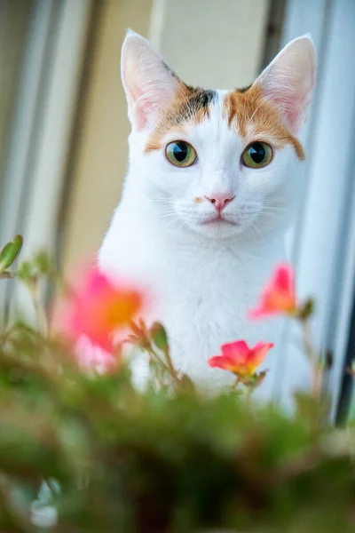 Portrait White Cat Striking Spots Next Flowers — Stock Photo, Image