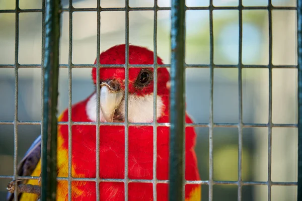 Крупным Планом Ярко Красного Желтого Попугая Клетке — стоковое фото