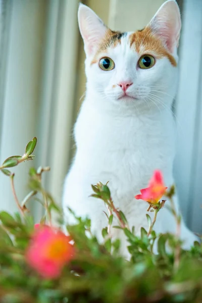 Porträtt Vit Katt Med Slående Fläckar Bredvid Blommor — Stockfoto