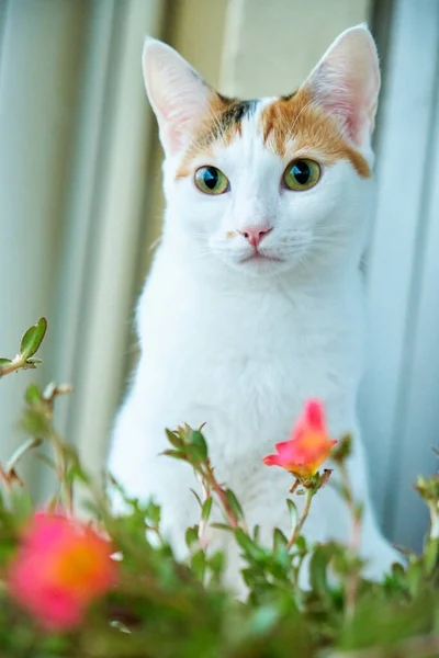 Portret Van Een Witte Kat Met Opvallende Vlekken Naast Bloemen — Stockfoto