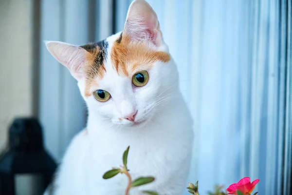 Портрет Білої Кішки Вражаючими Плямами Біля Квітів — стокове фото