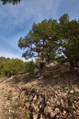 Ormanda gökyüzüne karşı bin yıllık bir ağaç.