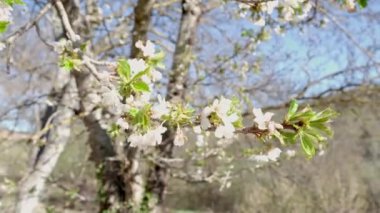 Beyaz çiçeklerdeki meyve ağaçlarının dallarına yakın plan