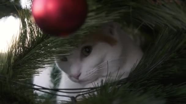 Biały Kot Ukrywa Się Choince Wśród Bożonarodzeniowych Kulek — Wideo stockowe