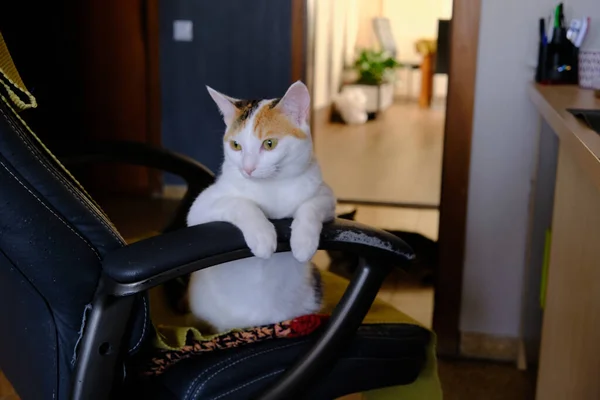 Gato Branco Está Sentado Uma Cadeira Com Patas Penduradas Sobre — Fotografia de Stock