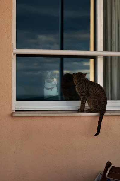 窓に猫の奇妙なペアのストリート写真 — ストック写真