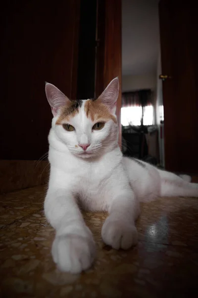 床に休んでいる白い発見された猫の肖像 — ストック写真