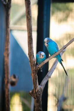 Parlak mavi muhabbet kuşu bir dala oturmuş