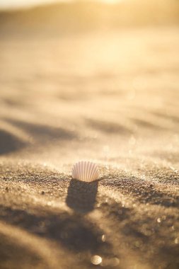Sarı kumdaki beyaz kabuk.