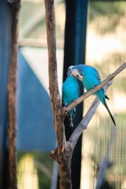 Parlak mavi muhabbet kuşu bir dala oturmuş