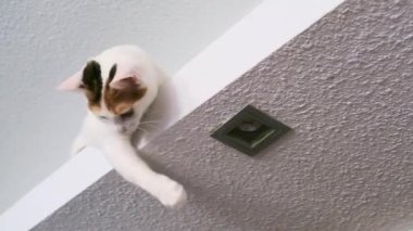 Beyaz benekli bir kedi tüyle oynuyor.