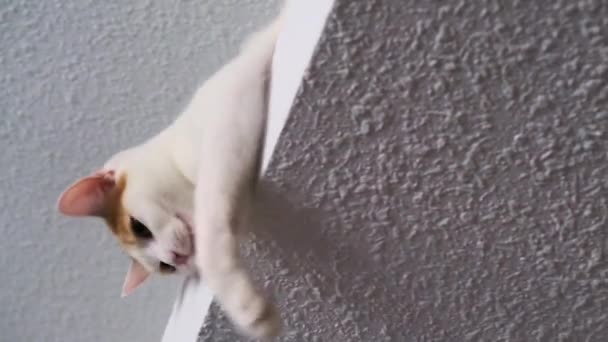 Біла Плямиста Кішка Грає Пером — стокове відео