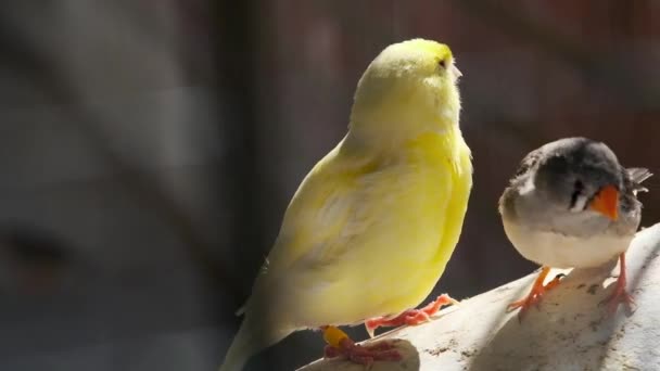 Några Exotiska Fåglar Vid Mataren — Stockvideo